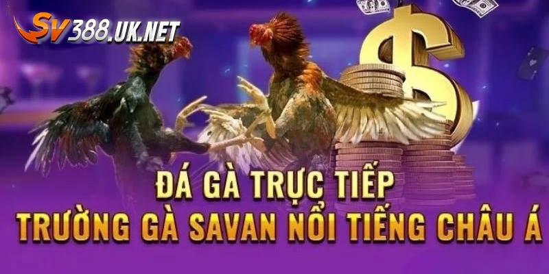 Điểm mạnh thu hút member trải nghiệm